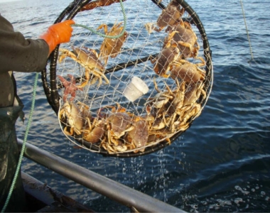 DUNGENESS CRAB